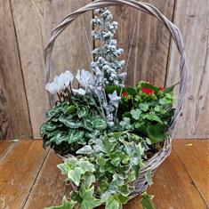 Festive Planted Basket