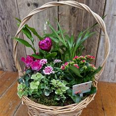 Planted Basket